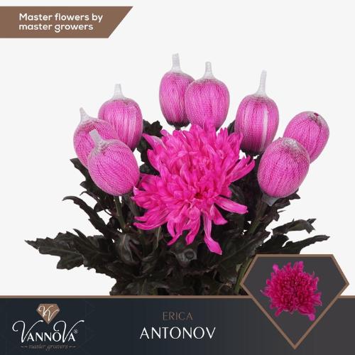 Chrysanthemum (Indicum Grp) geplozen Antonov kleurbehandeld H%
