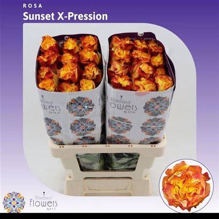 Rosa grootbloemig Sunset X-Pression