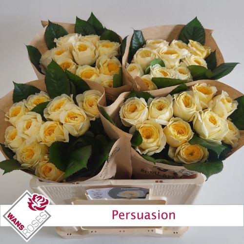 Rosa grootbloemig Persuasion