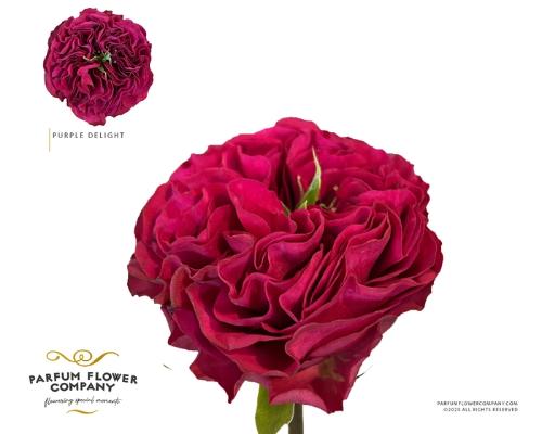 Rosa grootbloemig Purple Delight