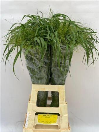 Panicum 'Fountain'