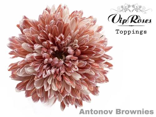 Chrysanthemum (Indicum Grp) geplozen Antonov kleurbehandeld H%