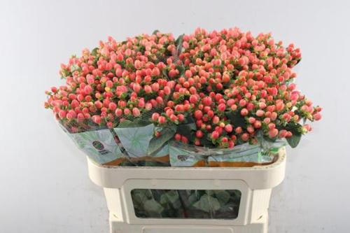 Hypericum x inodorum Magical Royal Princess