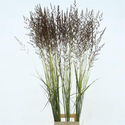Calamagrostis brachytricha