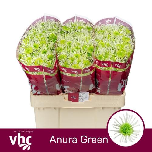 Chrysanthemum Indicum Grp tros santini Anura Green
