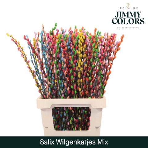Salix caprea 'Snow Flake' kleurbehandeld H%