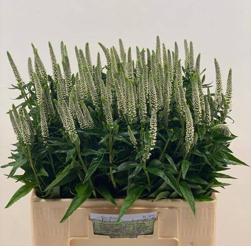 Veronica 'Caya'
