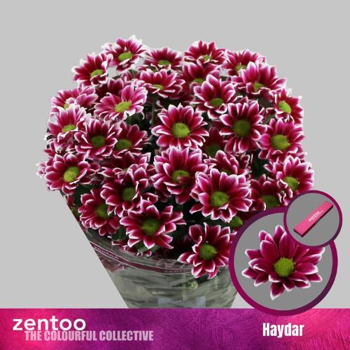 Chrysanthemum Indicum Grp tros kas Haydar
