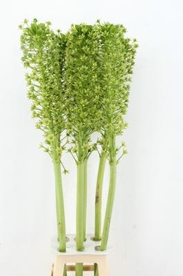 Eucomis pole-evansii 'Goliath'