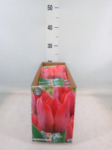 Tulipa (bol)