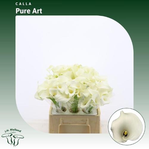 Zantedeschia Pure Art