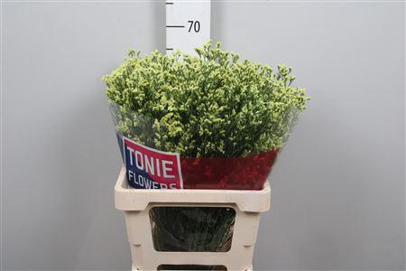Limonium sinensis Pineapple Diamond