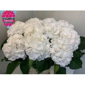 Hydrangea macrophylla 'Schneeball'