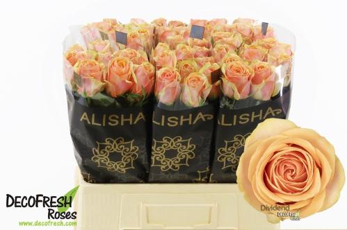 Rosa grootbloemig Dividend