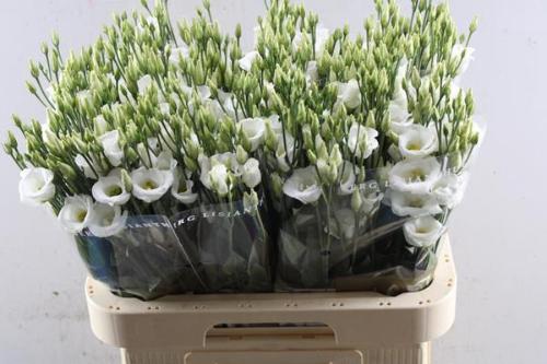 Eustoma russellianum enkelbloemig 'Piccolo White'