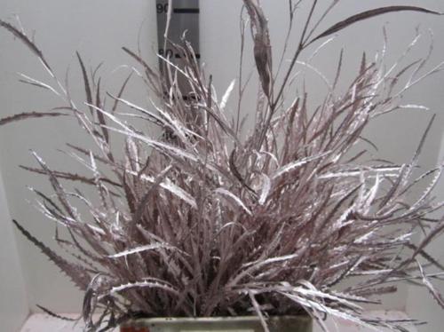 Decoratiegroen kleurbehandeld H%