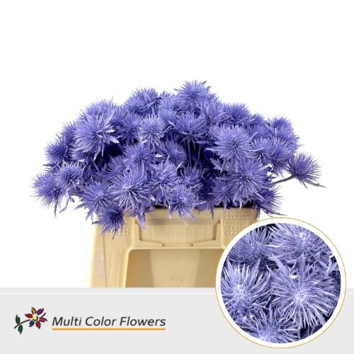Eryngium alpinum kleurbehandeld H%