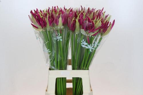 Nerine Bowdenii Grp 'Mister Nick'