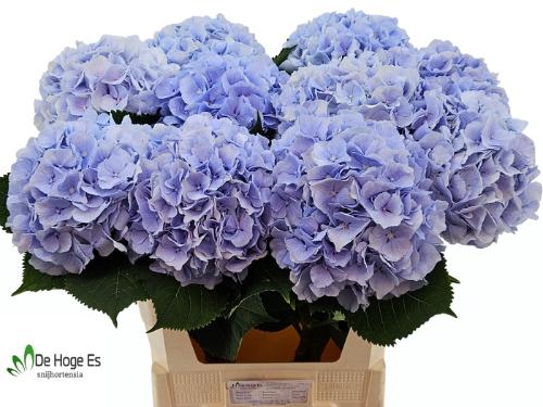Hydrangea macrophylla 'Verena' (blauw)