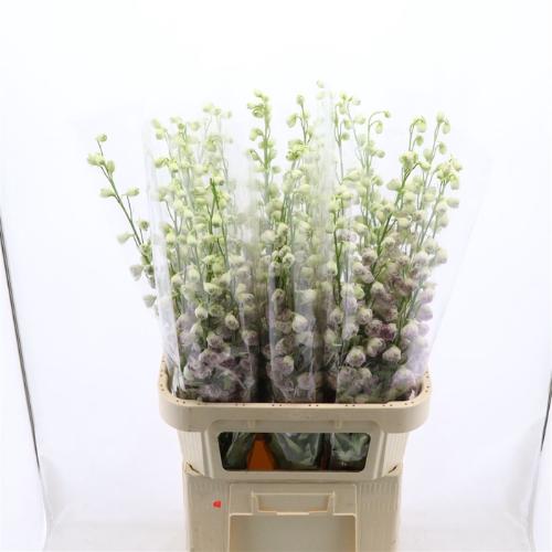 Delphinium Elatum Grp dubbelbloemig 'Dewi Lady'