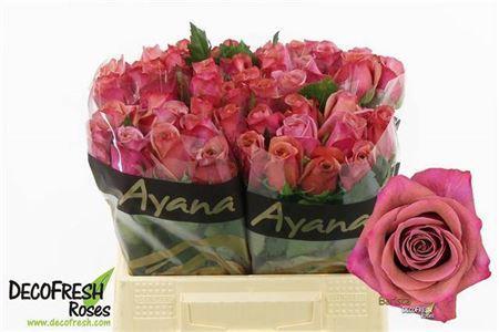 Rosa grootbloemig Barista