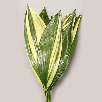 Aspidistra elatior per bos