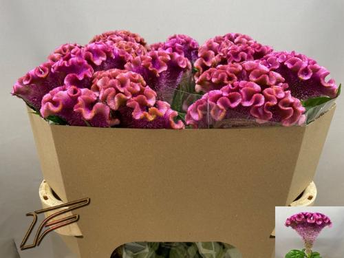 Celosia argentea (Cristata Grp) 'Lavly'