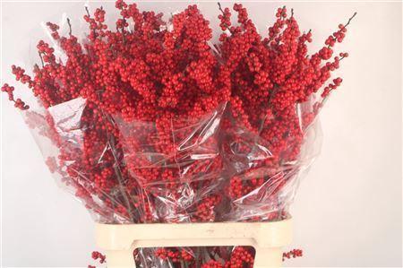 Ilex verticillata Magical Crimson