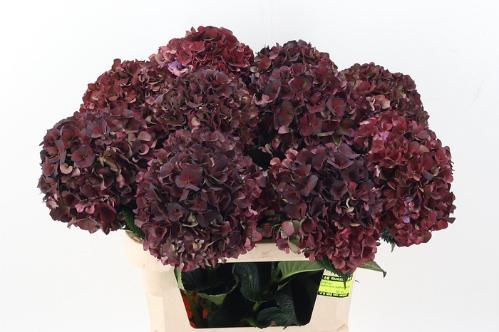 Hydrangea macrophylla Magical Pink Ruby (classic)