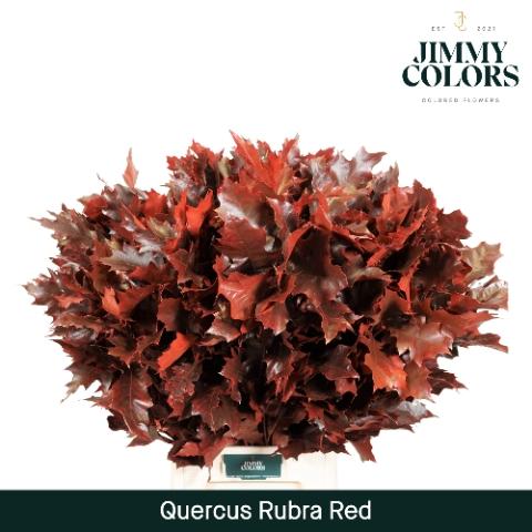 Quercus rubra kleurbehandeld H%