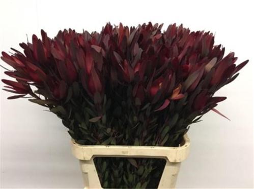 Leucadendron 'Safari Sunset'