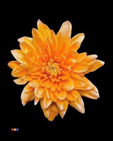 Chrysanthemum Indicum Grp tros kas kleurbehandeld H%