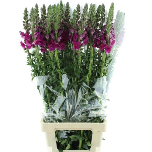 Antirrhinum majus 'Animation Royal Purple'