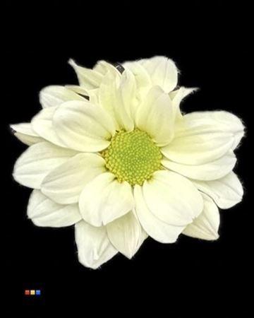 Chrysanthemum Indicum Grp tros kas kleurbehandeld H%