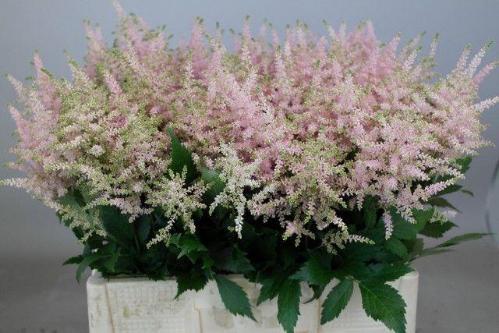 Astilbe Japonica Grp 'Europa'
