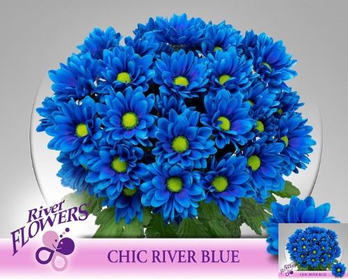 Chrysanthemum (Indicum Grp) tros Chic kleurbehandeld H%