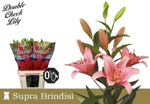 Lilium Longiflorum x Aziatische Grp 'Brindisi'