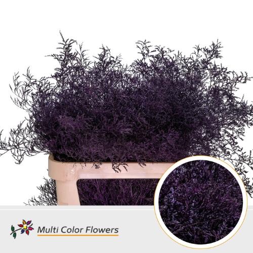 Limonium overig kleurbehandeld H%