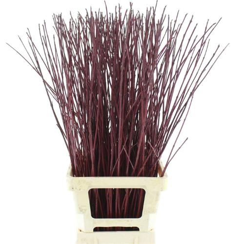 Cornus alba 'Sibirica'