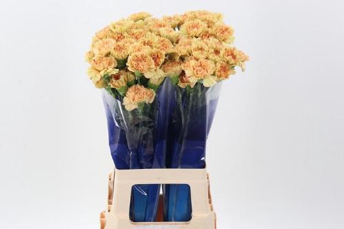 Dianthus standaard 'Happy Haru'