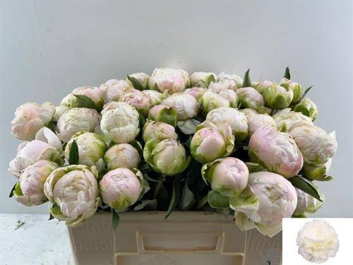 Paeonia Lactiflora Grp 'Moon over Barrington'