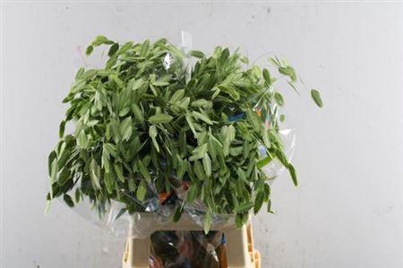 Chasmanthium latifolium 'Mantis'