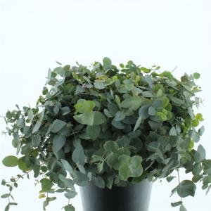 Eucalyptus cinerea