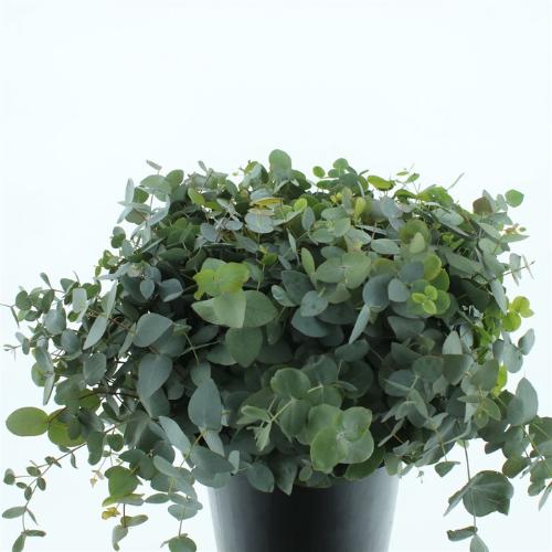 Eucalyptus cinerea