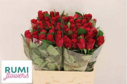Rosa grootbloemig Tacazzi+