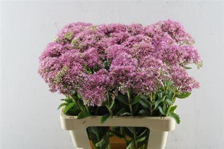 Sedum telephium 'Munstead Dark Red' 