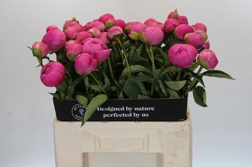 Paeonia Lactiflora Grp 'Jacorma'