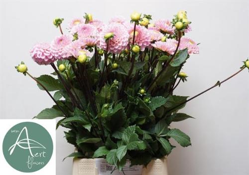 Dahlia Ball Grp 'Wizard of Oz'