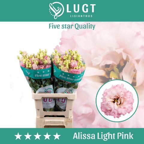 Eustoma russellianum gevuldbloemig 'Alissa Light Pink'