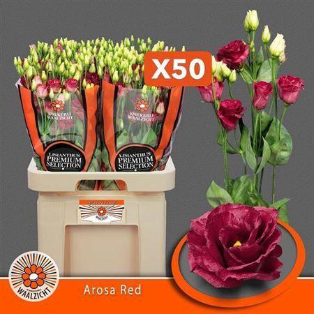 Eustoma russellianum gevuldbloemig 'Arosa Red'